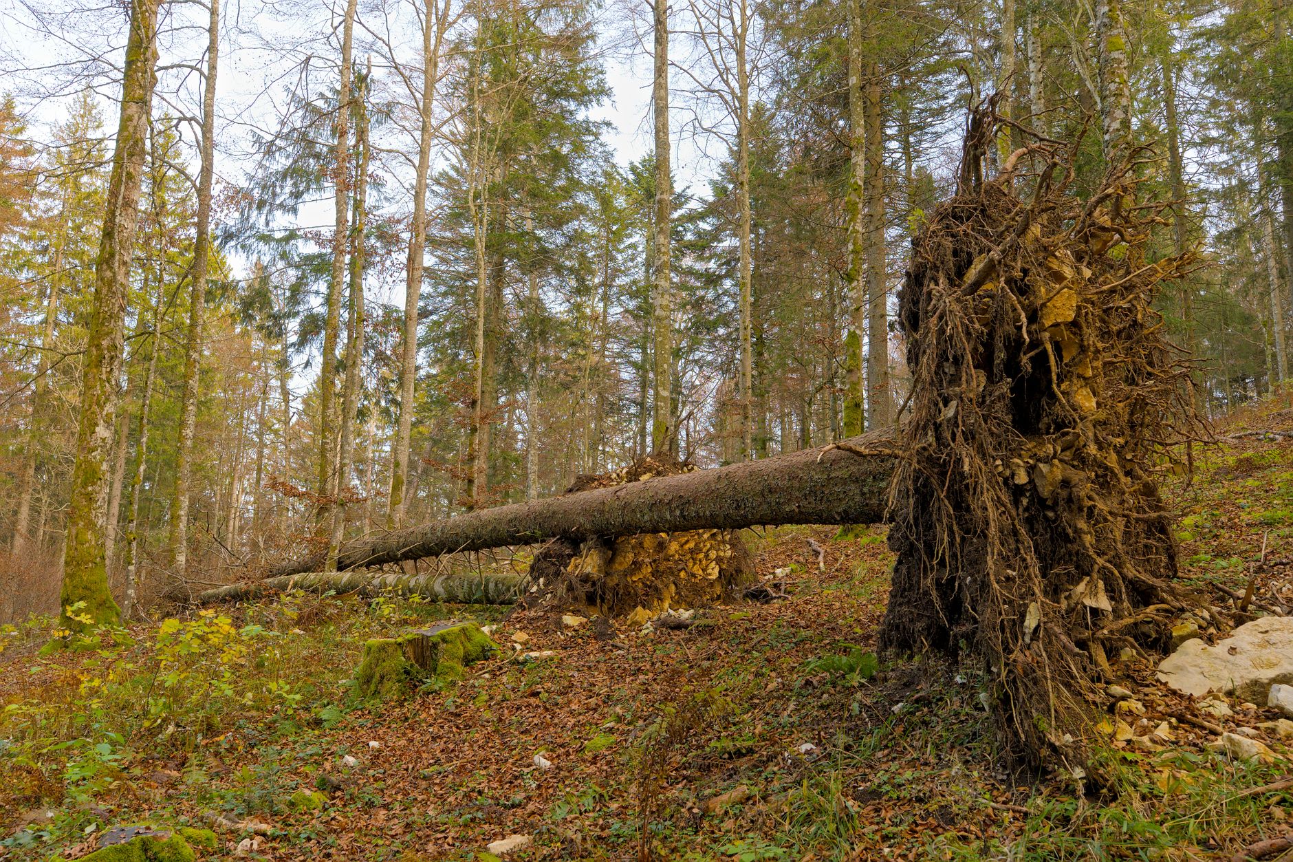 Enlèvement arbre urgence à Argenteuil
